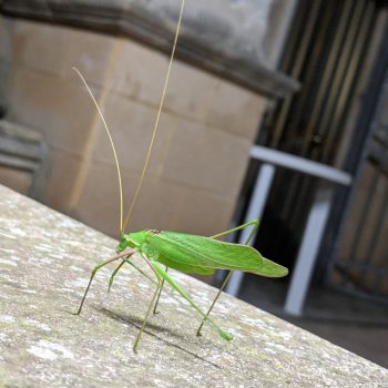 Roberta #30DaysWild Roberta #30DaysWild